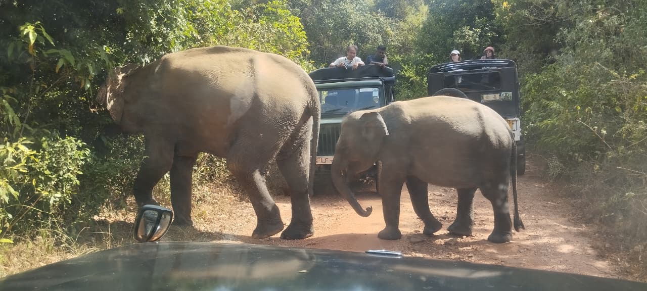 Safari Tour Moments